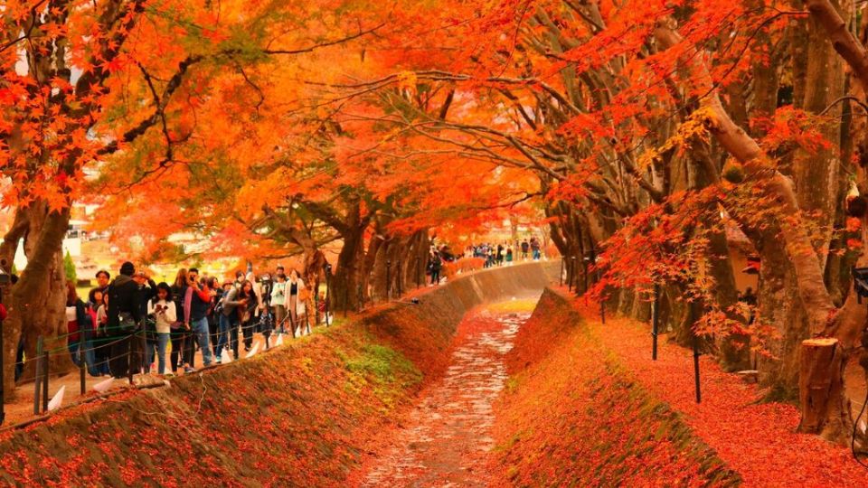 Đường hầm lá đỏ tại Hakone