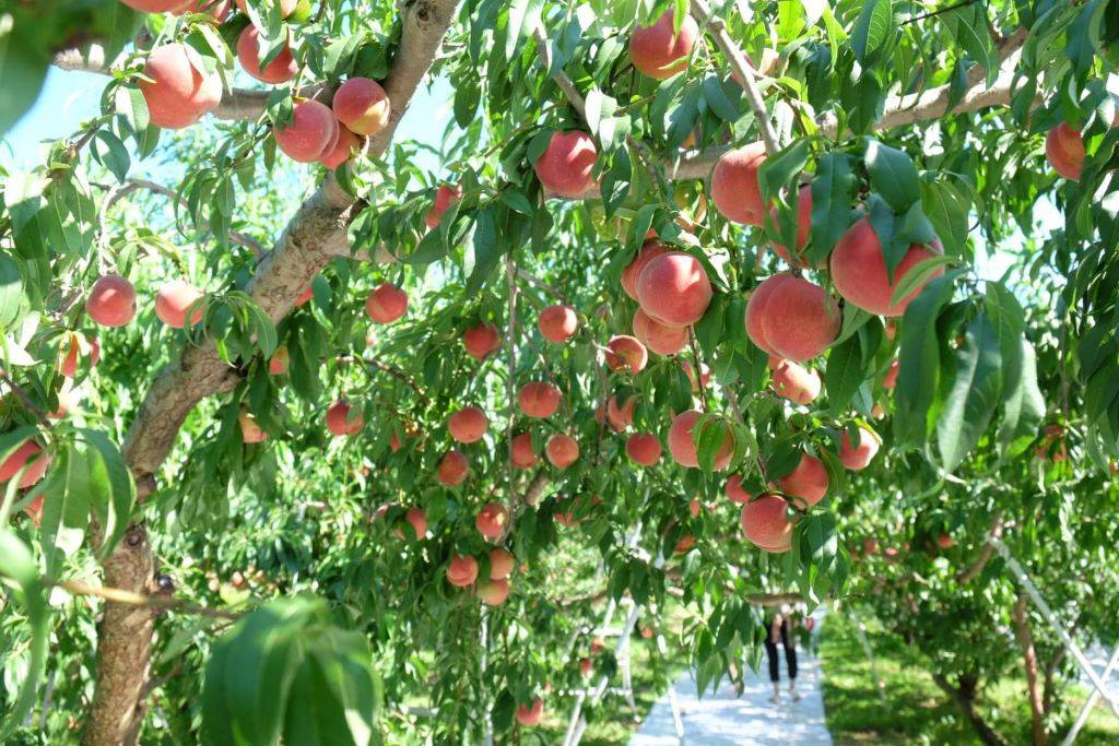 Nhà vườn trái cây tại Nhật Bản